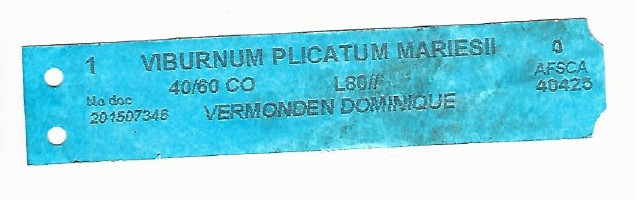 Viburnum Plicatum Mariesii 0001.jpg